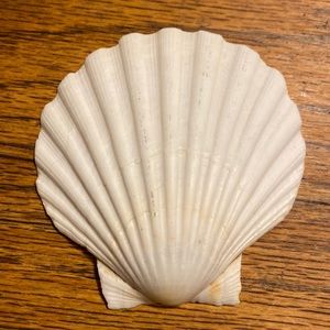 🌺 Large Scallop Shell 🌺